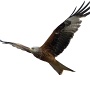 red kite